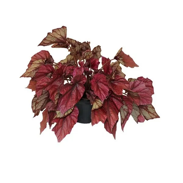 Begonia Beleaf Pt-15