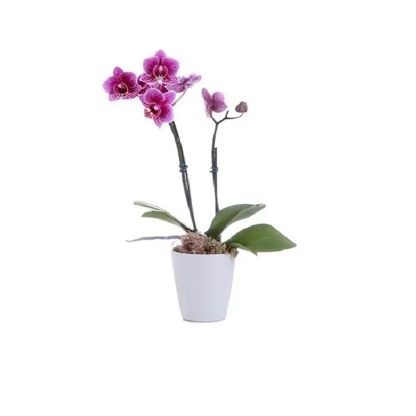Orquidea Phalaenopsis Mini Ima Pt-06