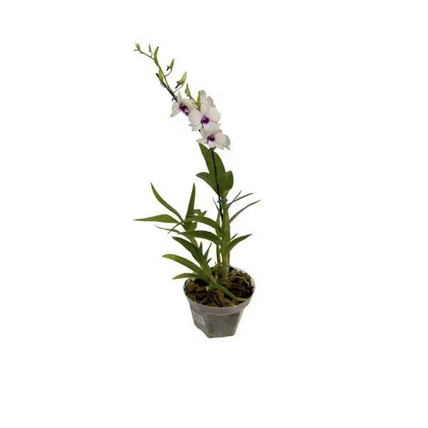 Orquidea Denphalaen Mini Pt-12