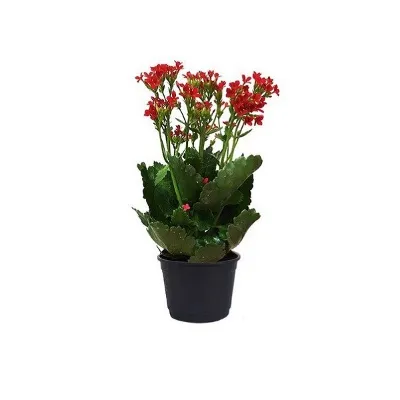 Kalanchoe Pt 11 Un