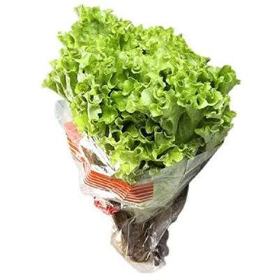 Alface Crespa Hidroponica Hidroponia Vicosa Un