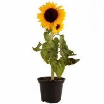 Girassol Mini P15