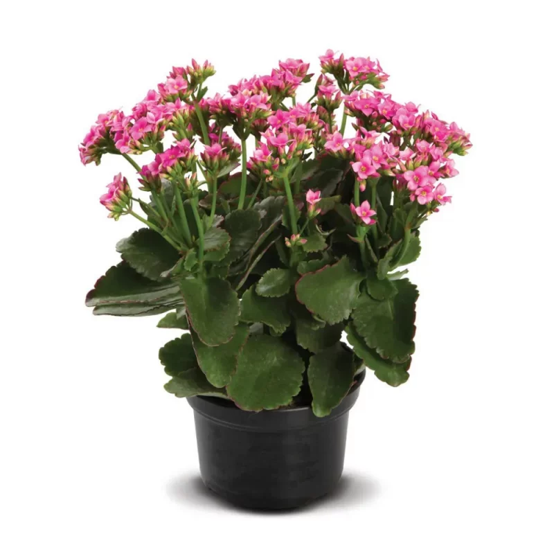 Kalanchoe Pt15 Un