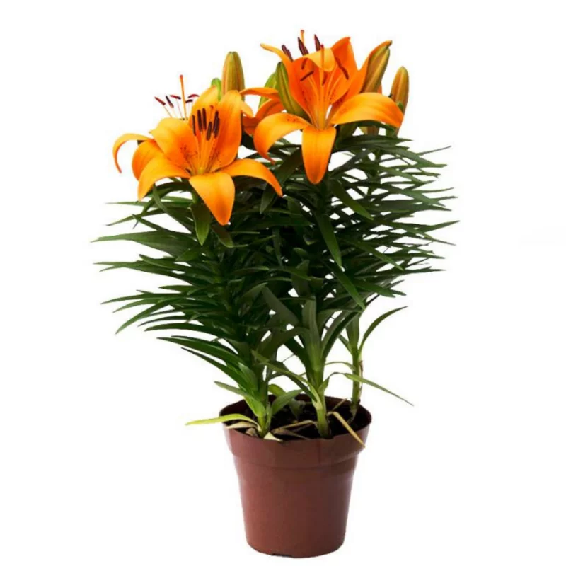 Lirio Laranja P15 Un