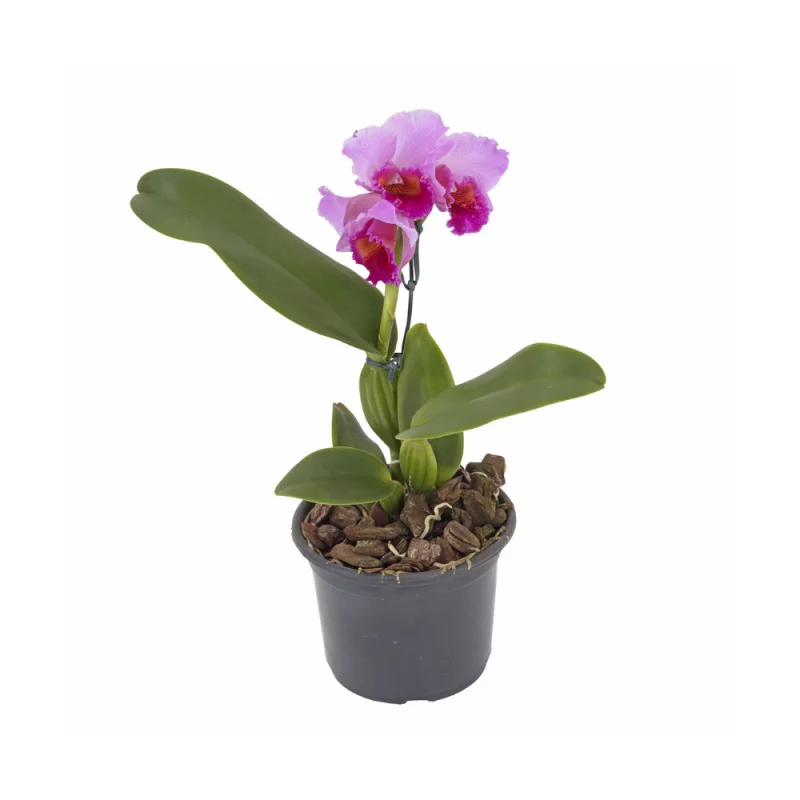 Orquidea Cattleya Mini P15 Un