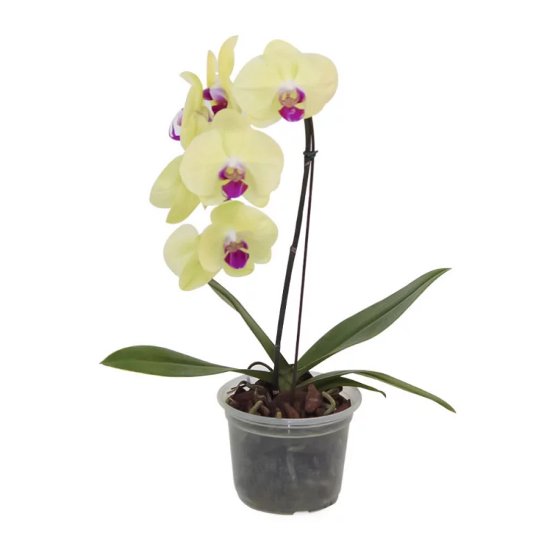 Orquidea Phalaenopsis Cascata P15 Un