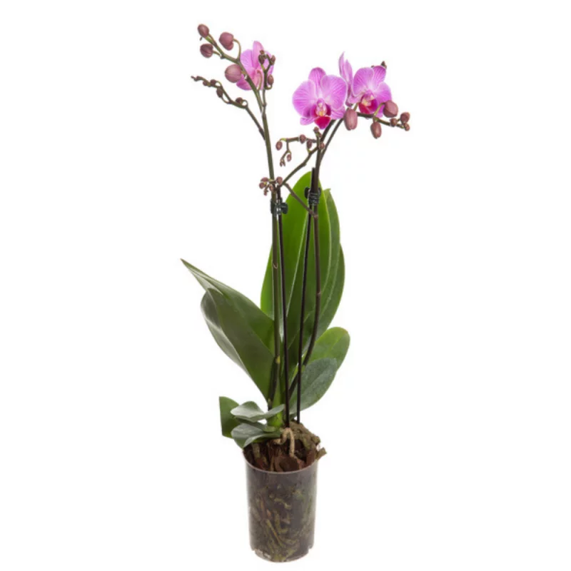 Orquidea Phalaenopsis P09 Un