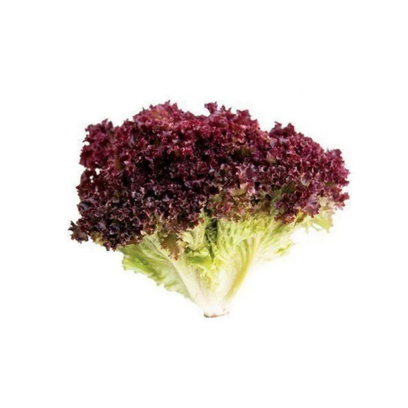 Alface Crespa Roxa Hidrop Un