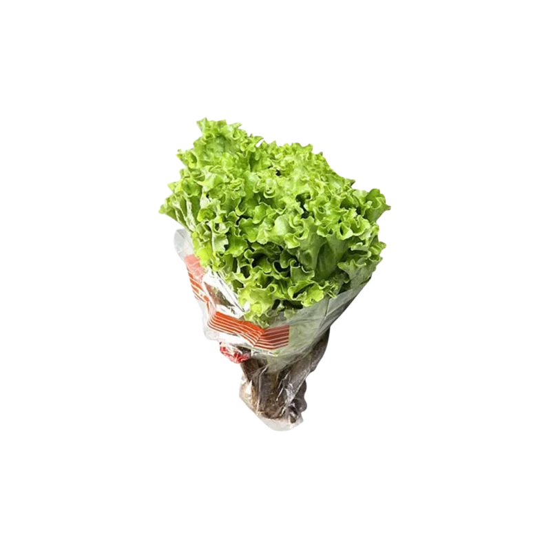 Alface Crespa Verde Hidroponica Un