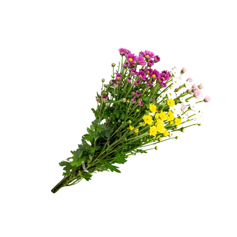 Maco Flor de Corte Ufv Un