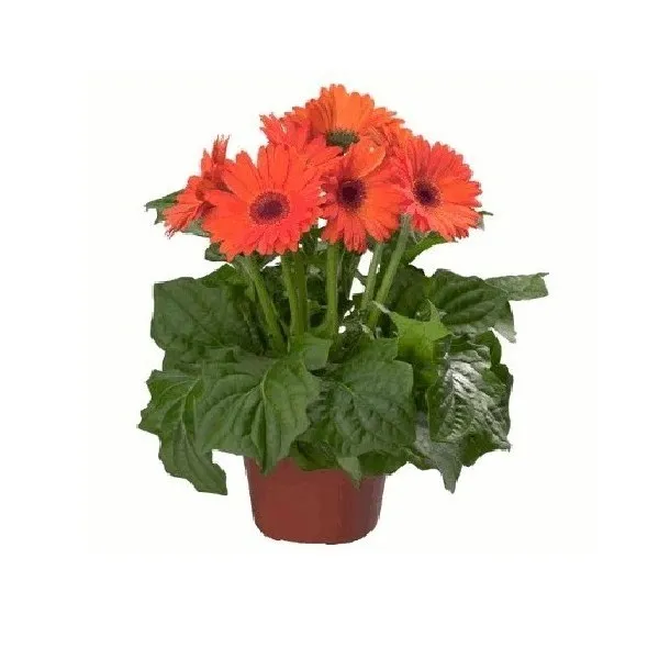 Gerbera P14 Un