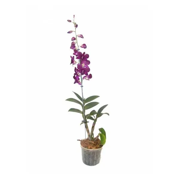 Orquidea Denphalaen 15 Un