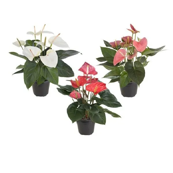 Anthuruim Variado P15