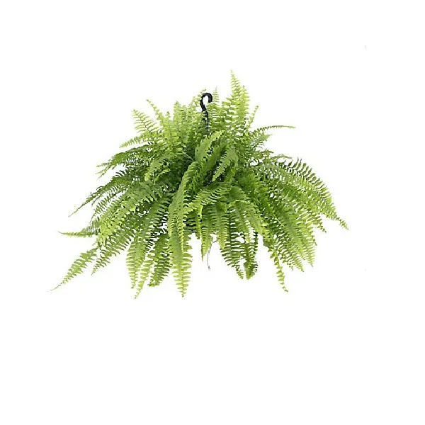 Samambaia Americana C.21 Un