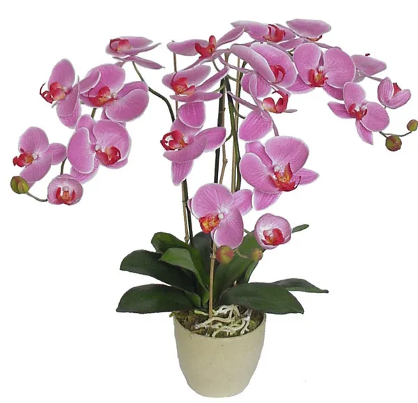 Orquidea Phalaenopsis P12 Un